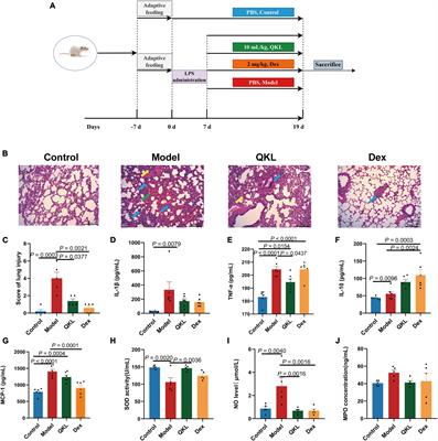 Qing-Kai-Ling oral liquid alleviated pneumonia via regulation of intestinal flora and metabolites in rats